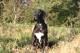 DOGUE ALLEMAND 893
